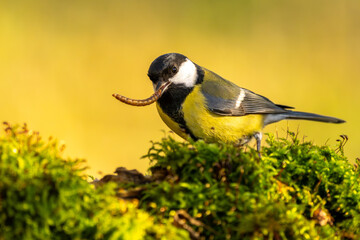 Kohlmeise im Herbst auf einem Ast / Vogel