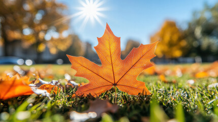 vibrant orange maple leaf rests on green grass, illuminated by sun on bright autumn day, surrounded by fallen leaves