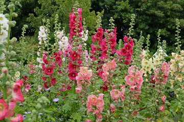 Red Alcea rosea, or hollyhock, in flower.
