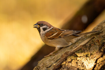 Feldsperling im Herbst auf einem Ast / Vogel