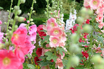 Pale Coral pink Alcea rosea, or hollyhock, in flower.
