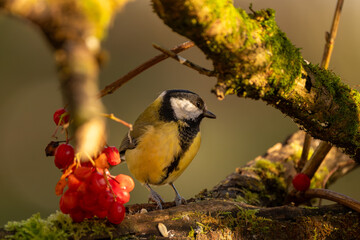 Fototapete bei efototapeten.de bestellen   