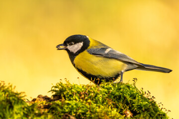 Kohlmeise im Herbst auf einem Ast / Vogel