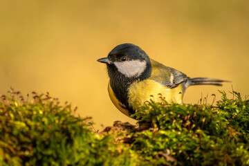 Kohlmeise im Herbst auf einem Ast / Vogel