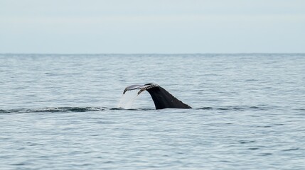 Fototapeta premium Solo humpback whale in a vast ocean, diving gracefully with its tail fin pointed skyward.