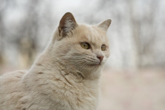 British shorthair cat
Cat breed
Breed of domestic cat. In the FIFe and WCF classifications it belongs to the shorthair category.