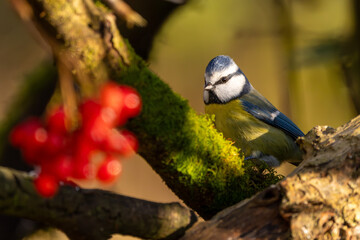 Blaumeise im Herbst auf einem Ast / Vogel