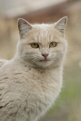 British shorthair cat
Cat breed
Breed of domestic cat. In the FIFe and WCF classifications it belongs to the shorthair category.