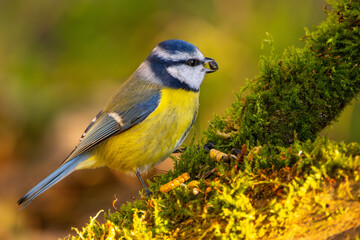 Blaumeise im Herbst auf einem Ast / Vogel