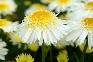 White and yellow Leucanthemum x superbum, or Shasta Daisy ‘Real Glory’ in flower.