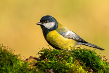 Kohlmeise im Herbst auf einem Ast / Vogel