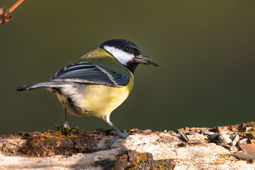 Kohlmeise im Herbst auf einem Ast / Vogel