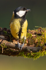 Kohlmeise im Herbst auf einem Ast / Vogel