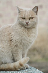 British shorthair cat
Cat breed
Breed of domestic cat. In the FIFe and WCF classifications it belongs to the shorthair category.