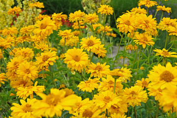 Yellow double Heliopsis helianthoides variety scabra, ‘Sommersonne’ or ‘Summer Sun’, false sunflower in flower.