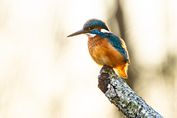Fototapeta premium Eisvogel im Herbst auf einem Ast / Vogel / Kingfisher