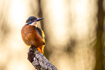 Eisvogel im Herbst auf einem Ast / Vogel / Kingfisher