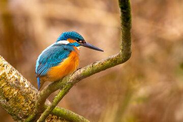 Eisvogel im Herbst auf einem Ast / Vogel / Kingfisher