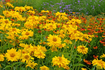 Yellow double Heliopsis helianthoides variety scabra, ‘Sommersonne’ or ‘Summer Sun’, false...