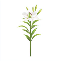 Fototapeta premium delicate white lily with long green stems, symbolizing purity and beauty, stands elegantly against clean background, showcasing its vibrant petals and fresh leaves