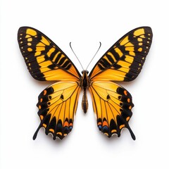 Fototapeta premium Colorful Butterfly Isolated on White Background