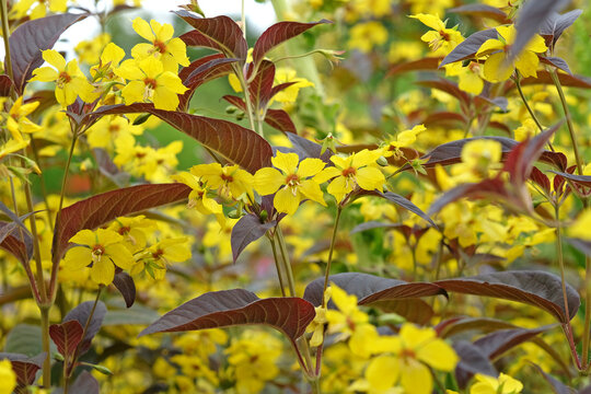 Yellow Lysimachia ciliata &lsquo;Firecracker&rsquo;, or Fringed Loosestrife in flower.