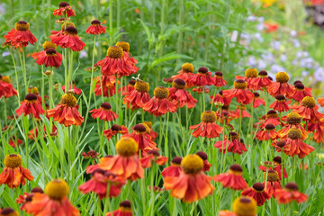Red and orange Helenium sneezeweed ‘Moerheim Beauty’ in flower.