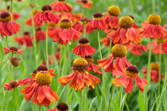 Red and orange Helenium sneezeweed &lsquo;Moerheim Beauty&rsquo; in flower.