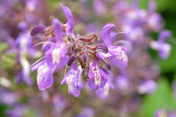 Purple and white Salvia forskaohlei ‘Indigo Woodland Sage’ in flower.
