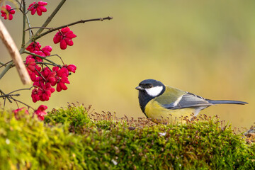 Obraz premium Kohlmeise im Herbst auf einem Ast mit roten Früchten / Vogel