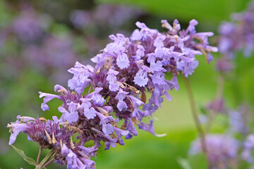 Blue purple Nepeta, catmint, in flower.