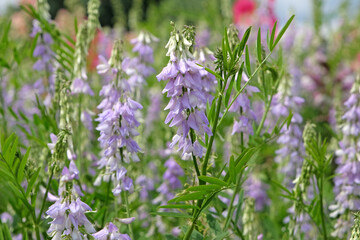 Purple Galega officinalis, or Goats Rue in flower.