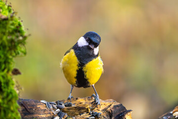Kohlmeise im Herbst auf einem Ast / Vogel