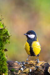 Obraz premium Kohlmeise im Herbst auf einem Ast / Vogel