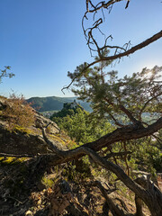 tree on the top of mountain