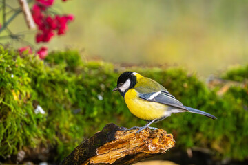 Kohlmeise im Herbst auf einem Ast mit roten Früchten / Vogel