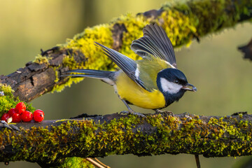Kohlmeise im Herbst auf einem Ast / Vogel