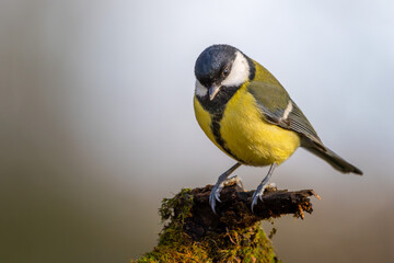 Kohlmeise im Herbst auf einem Ast / Vogel