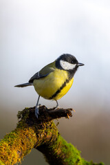 Kohlmeise im Herbst auf einem Ast / Vogel