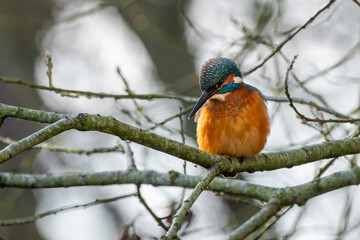 Eisvogel im Herbst auf einem Ast / Vogel / Kingfisher