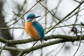 Eisvogel im Herbst auf einem Ast / Vogel / Kingfisher