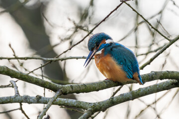 Eisvogel im Herbst auf einem Ast / Vogel / Kingfisher