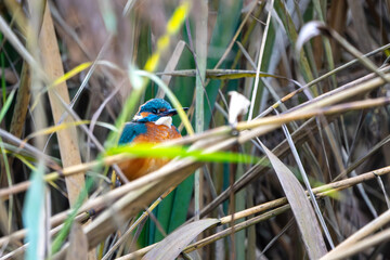 Eisvogel im Herbst auf einem Ast / Vogel / Kingfisher