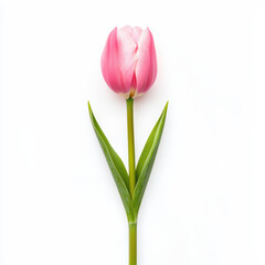 Fototapeta premium pink tulip with smooth petals and long green stem, beautifully displayed against white background, evokes sense of freshness and elegance