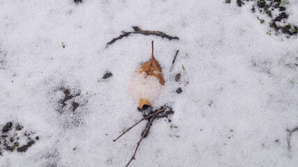Orange leaf under the white snow 