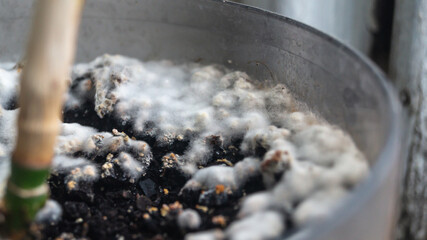White fluffy fungus grows in the pot around the plant close up, White fluffy mold