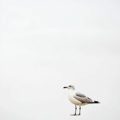 Grey seabird stands against pale sky.