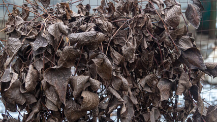 Wall of withered gray leaves close-up
