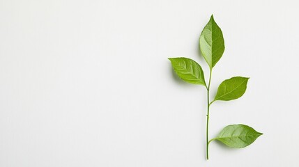 Obraz premium Green plant sprig, leaves, white background.