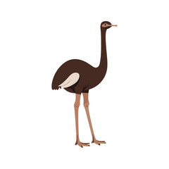 Flat vector illustration of a stylized ostrich with brown body, long neck, and strong legs, minimalistic design, plain white background